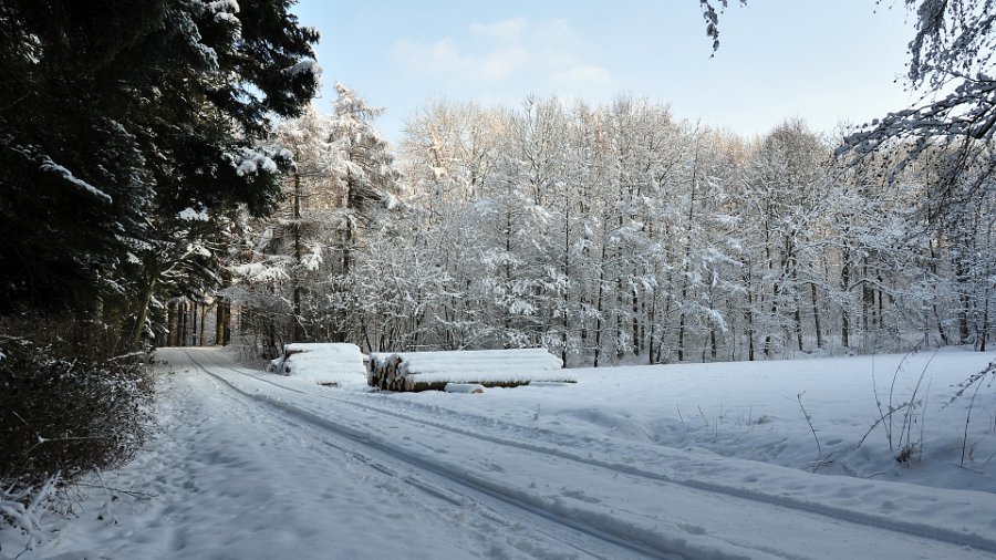 vinter i gråsten skov